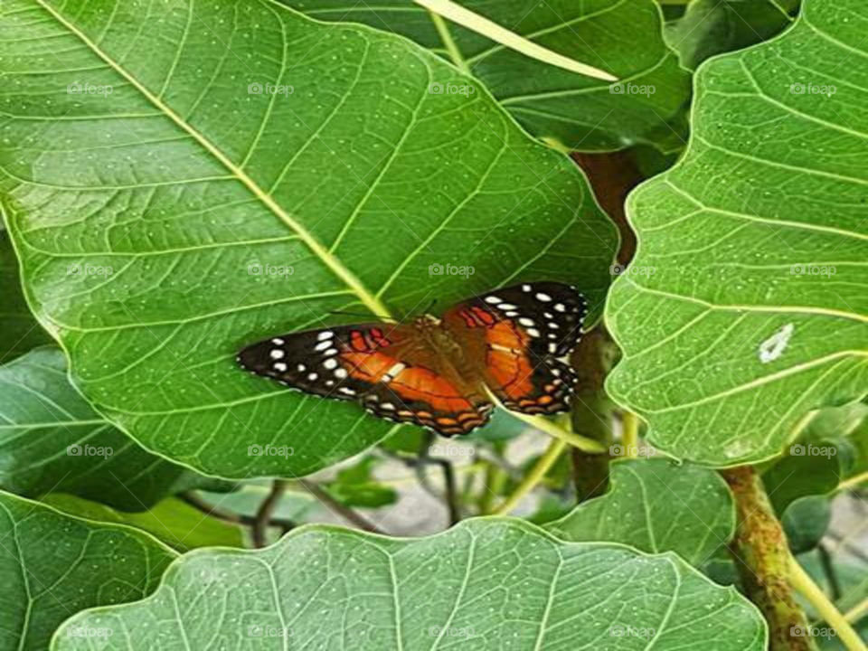 Scarlet peacock butterfly