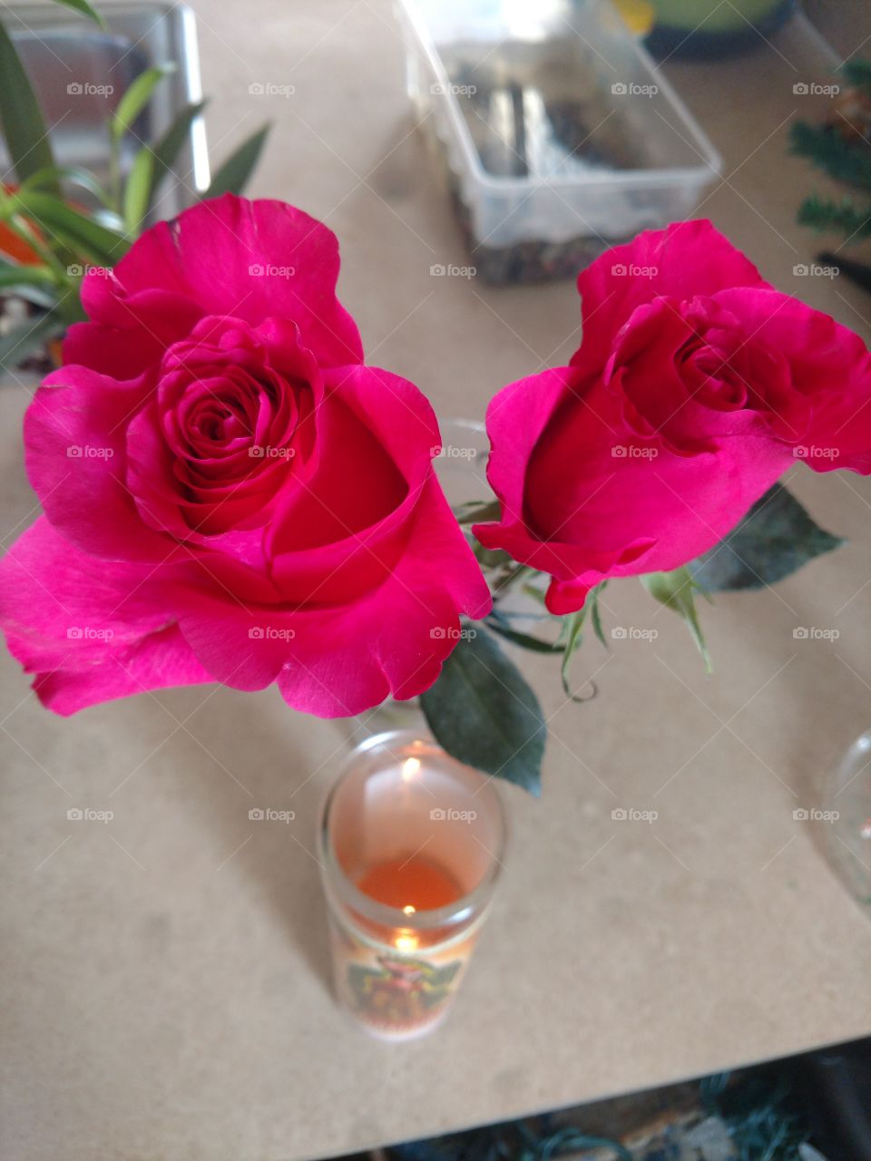 la rosa una flor para espresar amor