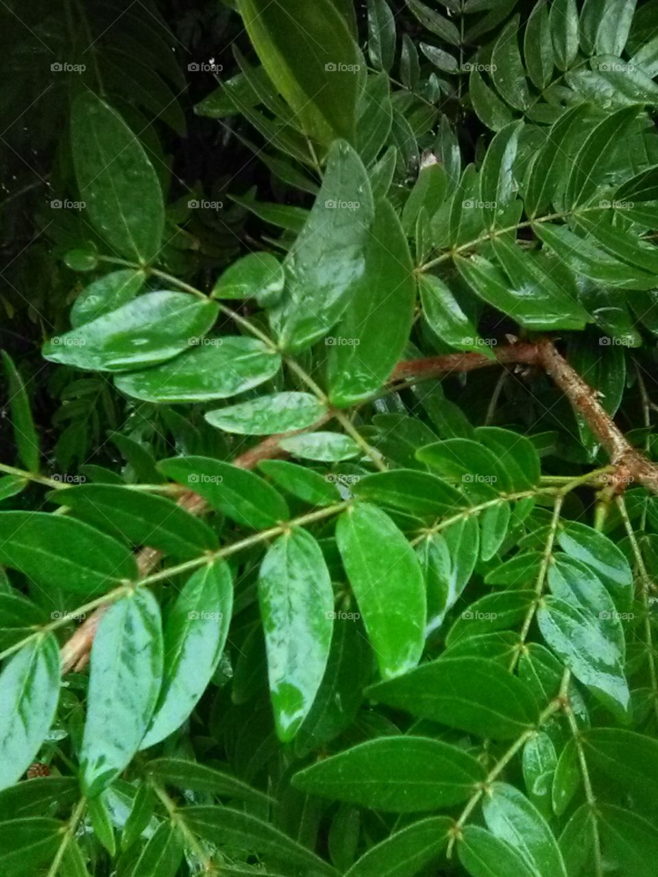 rainyday  flora