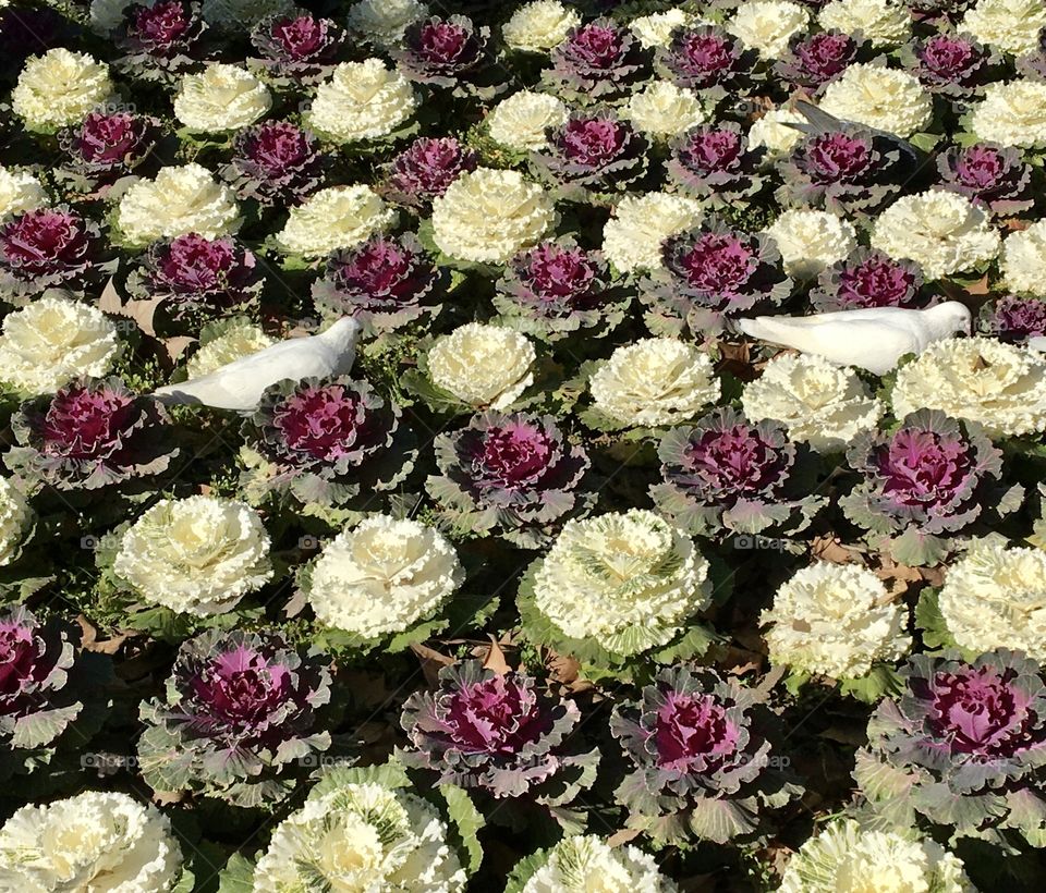 2 doves in decorative garden