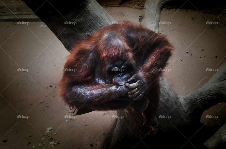 Orangutans Animals protected, there are many habitats in Sumatra and Kalimantan / Borneo Indonesia. This animal is very funny and has high intelligence