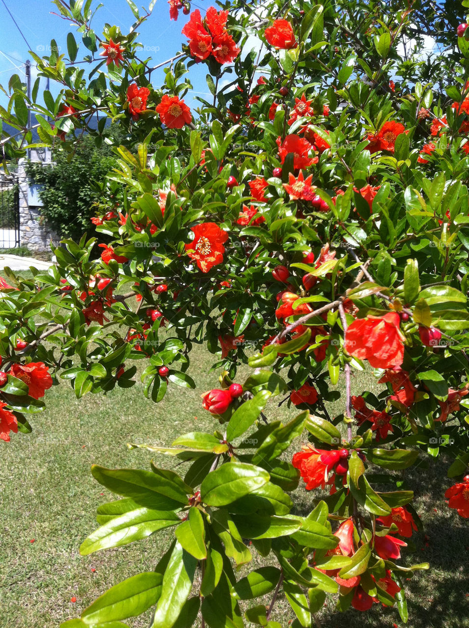 flowers tree blossom fruit by jeanello