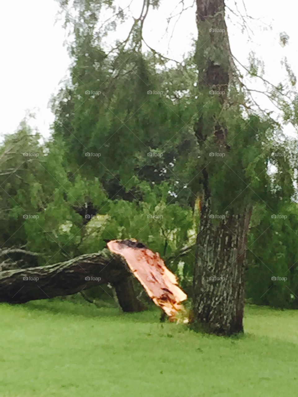 Windstorm. Broken mesquite tree