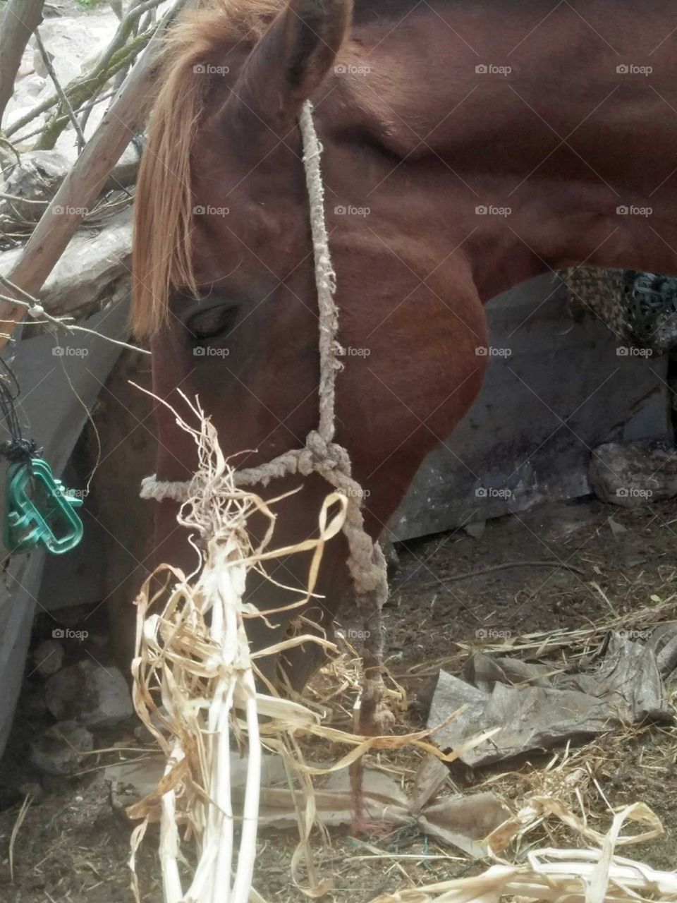 pet's Dinner : horse S dinner