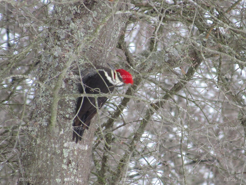 Pileated Woodpecker on a tree in the forest