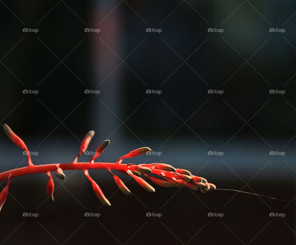 Red succulent plant branch on blurred background