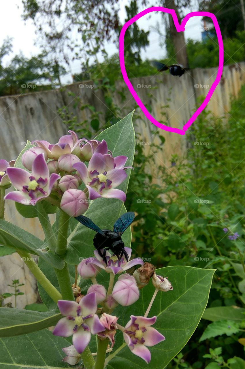 Two black Hornet one flower one flinging  lovely shot