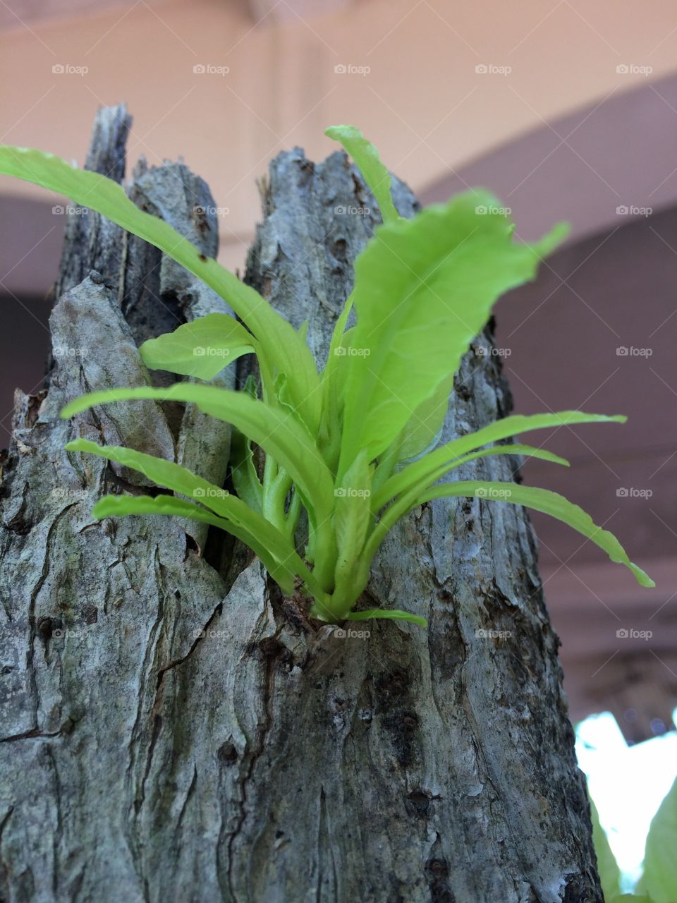 Close-up of plant