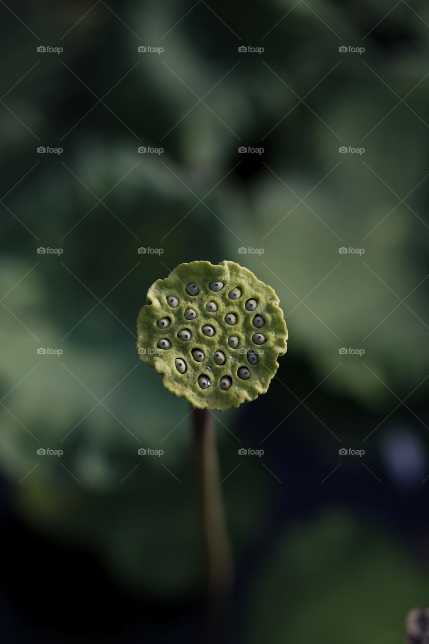 Close-up macro shot of a lotus bud with seeds on blurry background