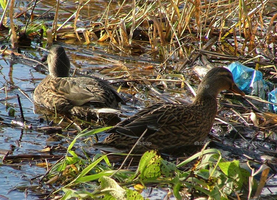 Mallards 
