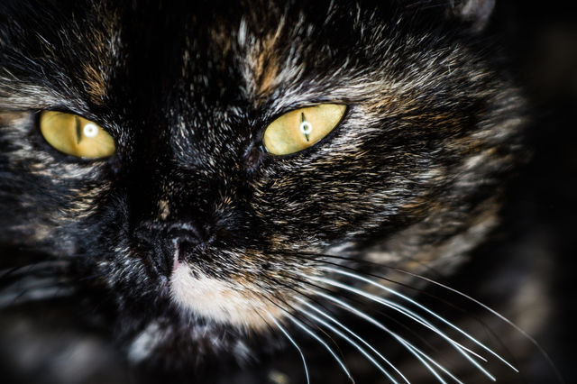 Black cat close up
