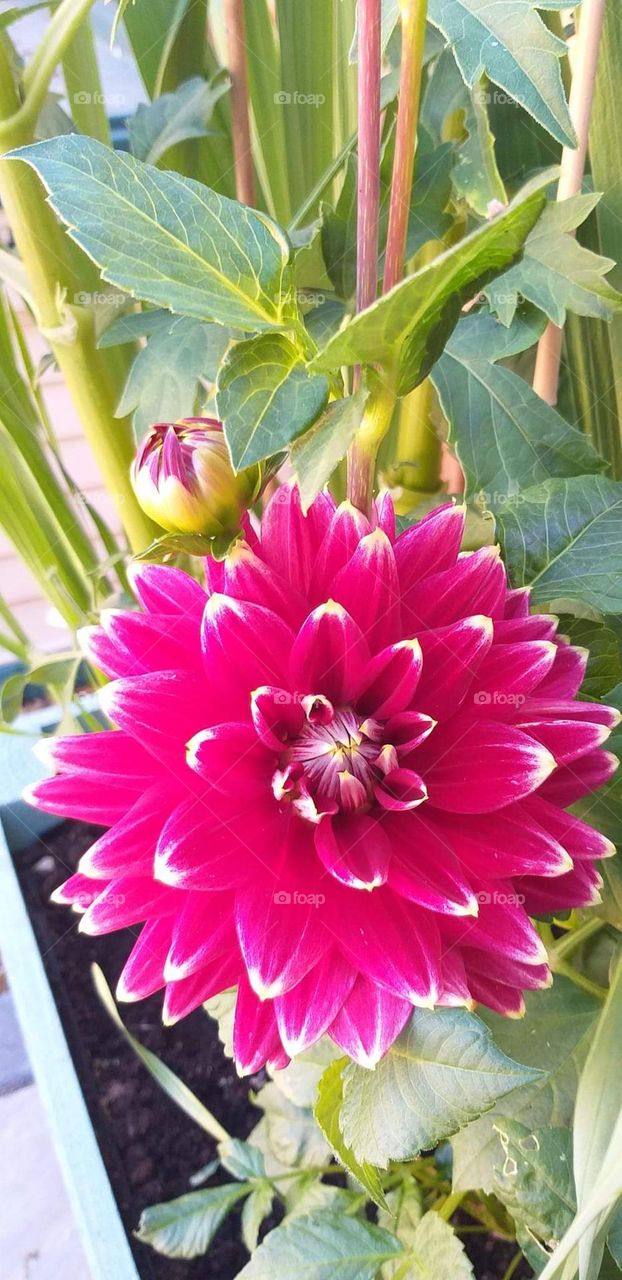 This amazing beauty is in full bloom and enchanting