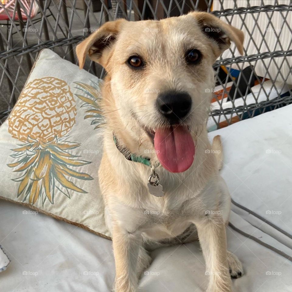 Happy dog on the couch outside