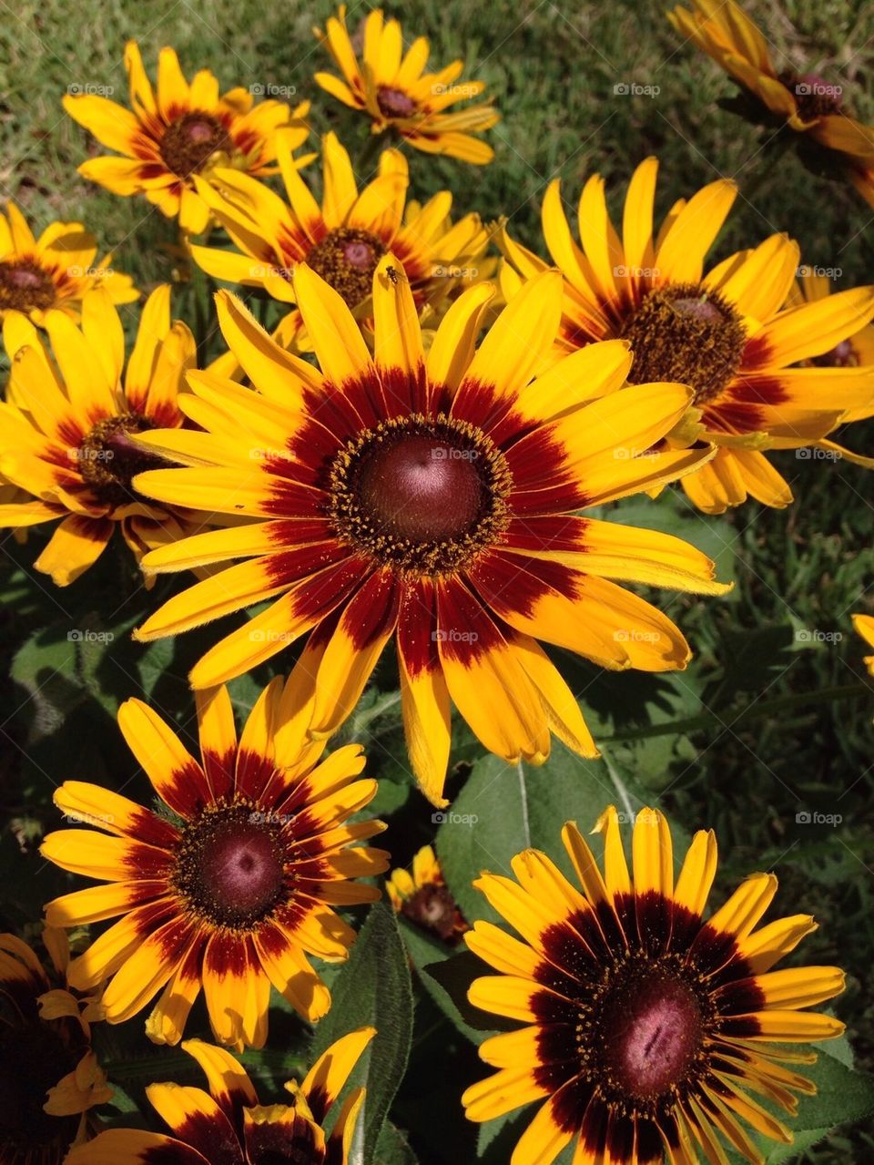 High angle view of yellow flower