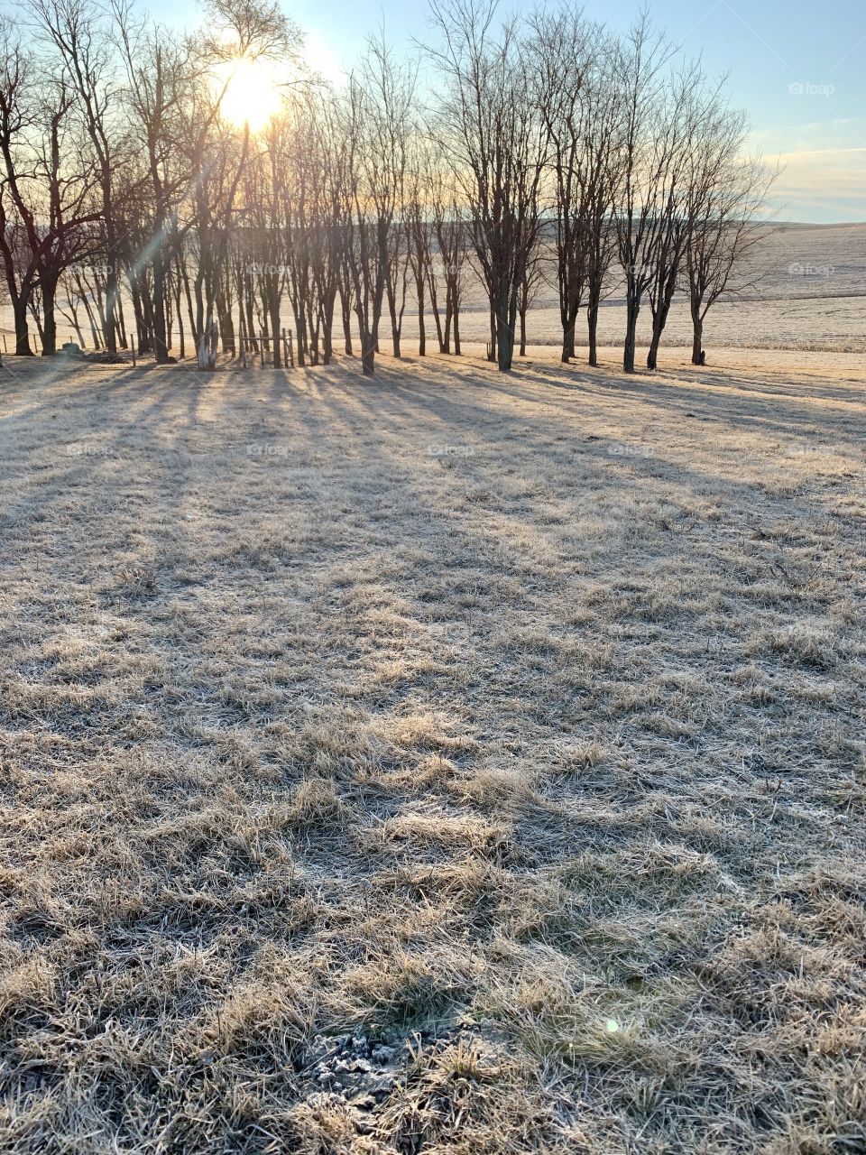 Pale, winter sunlight streaming through bare trees making long, angled shadows across a frosty field, a pale blue sky and barren hills in the background - portrait