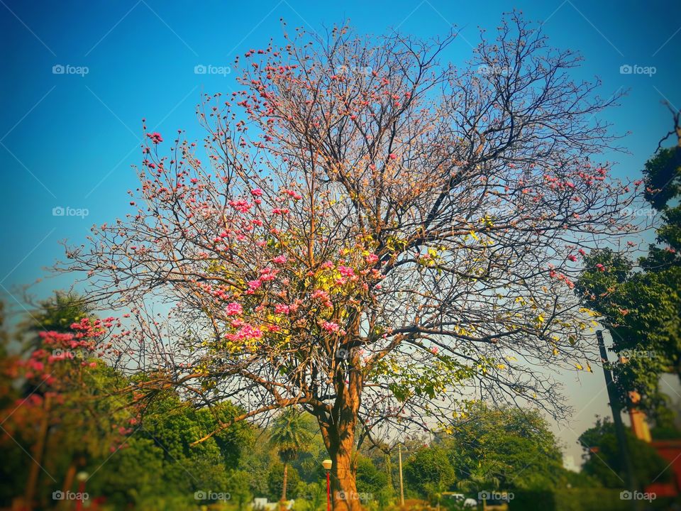 Nature photography flowery tree