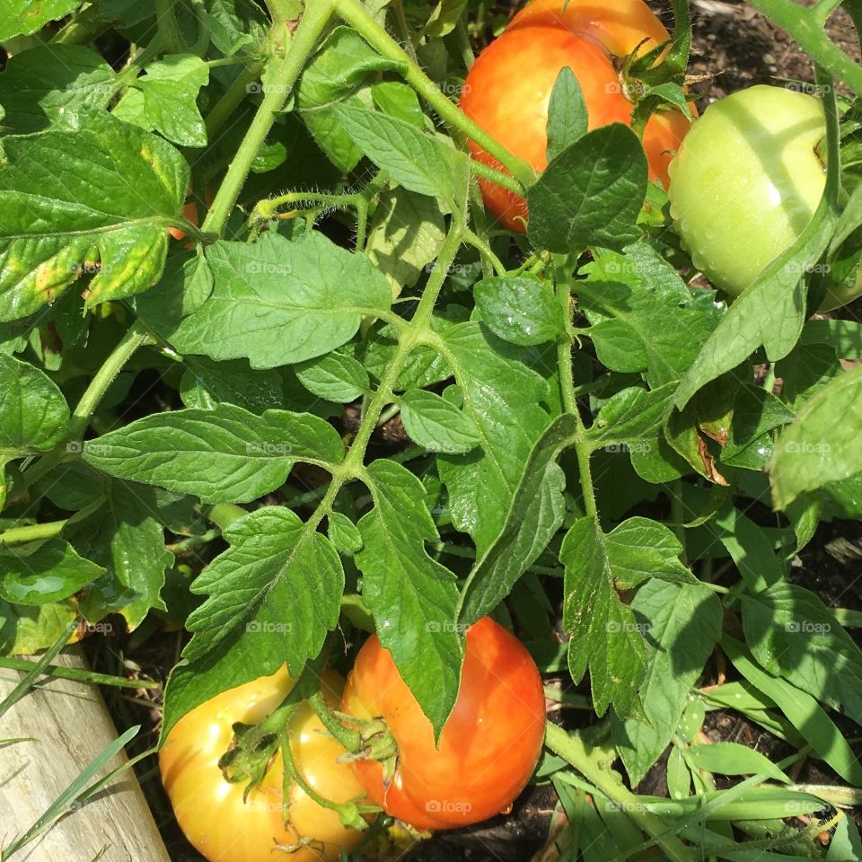 Tomatoes from the garden