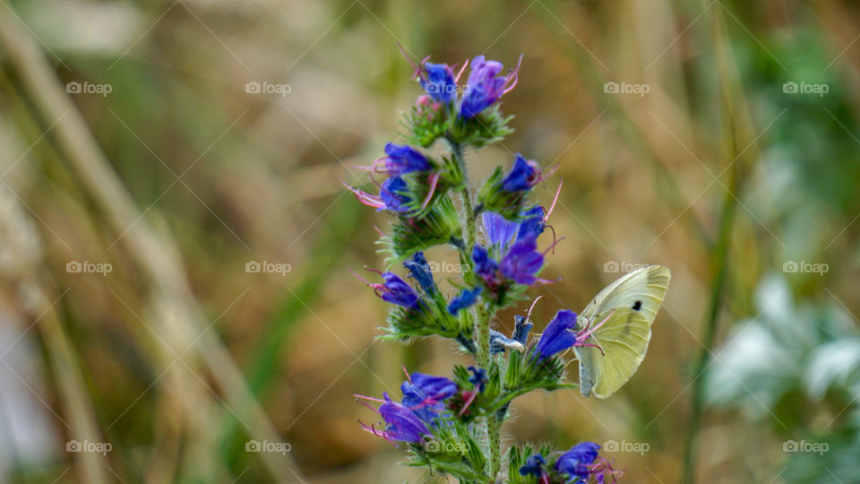 Schmetterling landet auf einer Blume