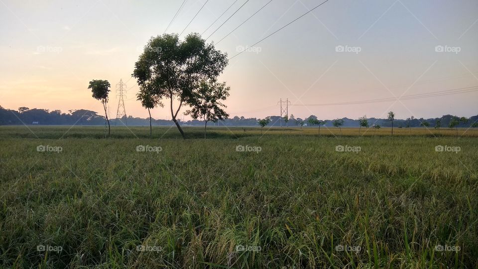 nature with agricultural fields