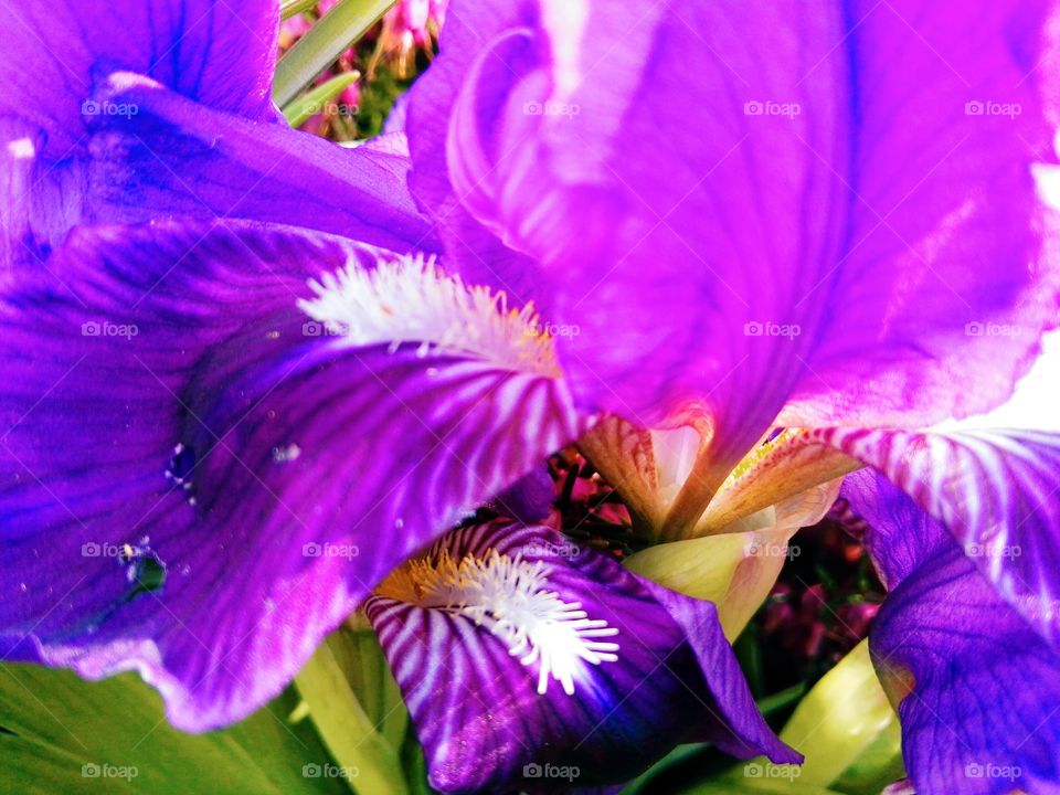 purple spring flower macro photography