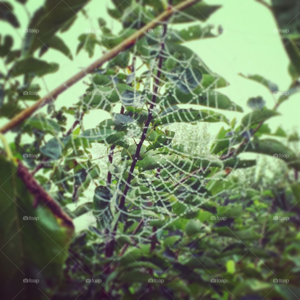 Morning web