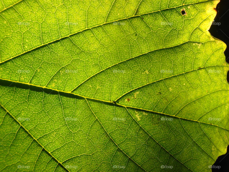 A Leaf Close Up