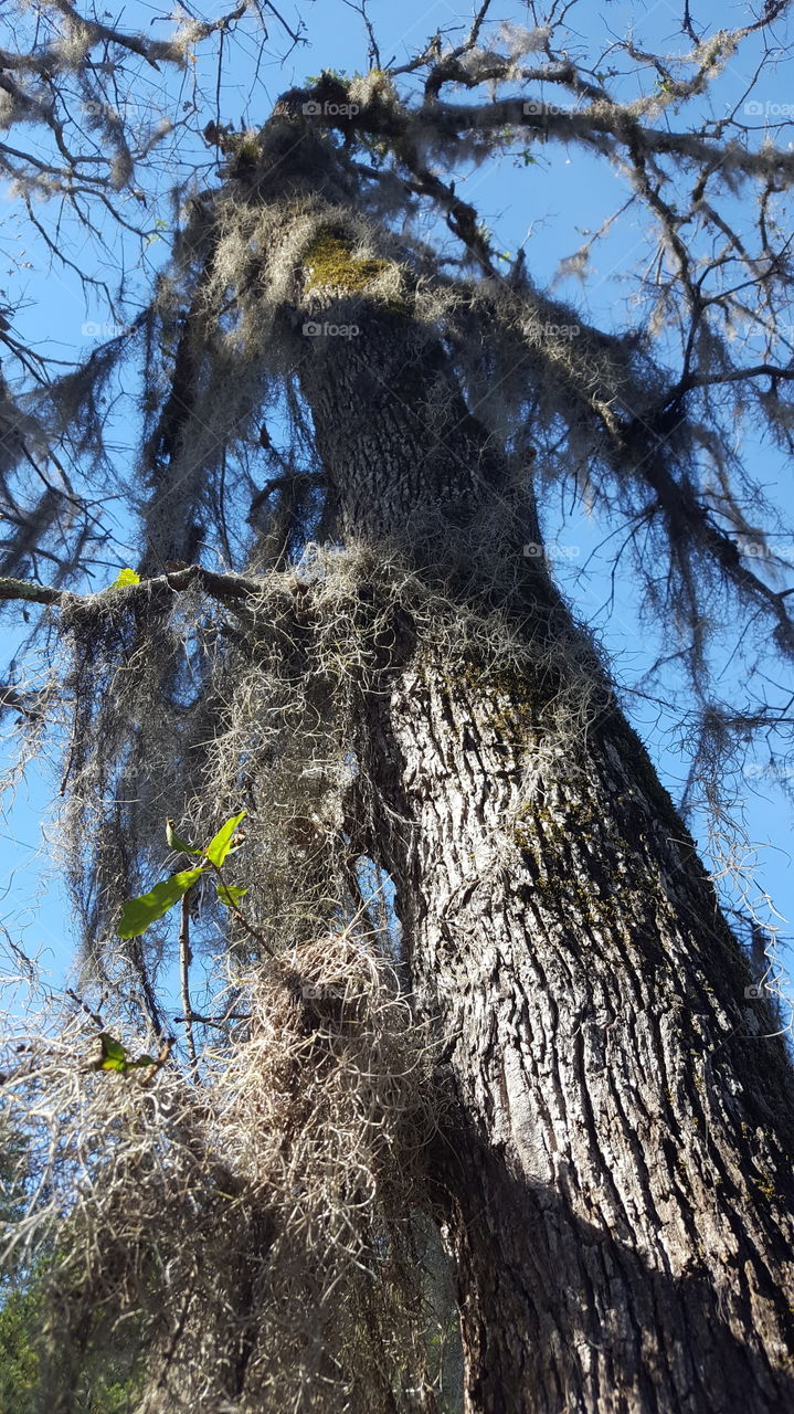 How tall a Tree with Leaves and Spanish Moss