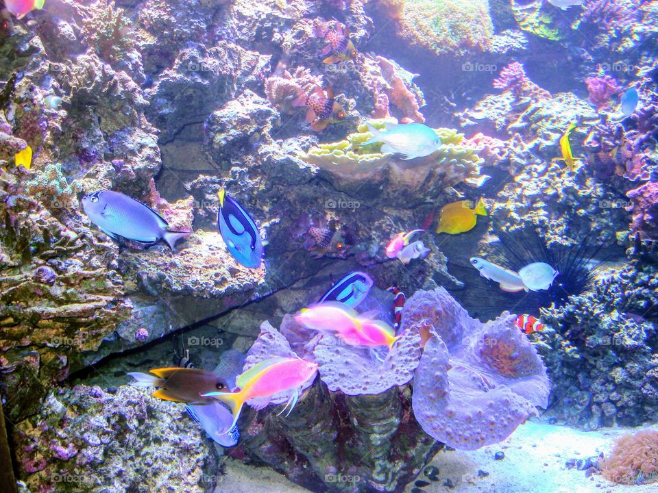 Tropical saltwater aquarium exhibit