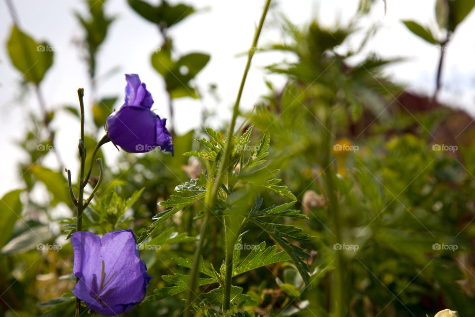 Close-up of flowers