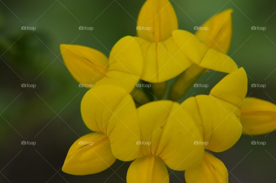 Yellow Flower Ring