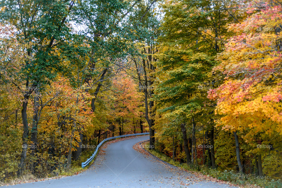 Curving road through forest during the fall in Wisconsin