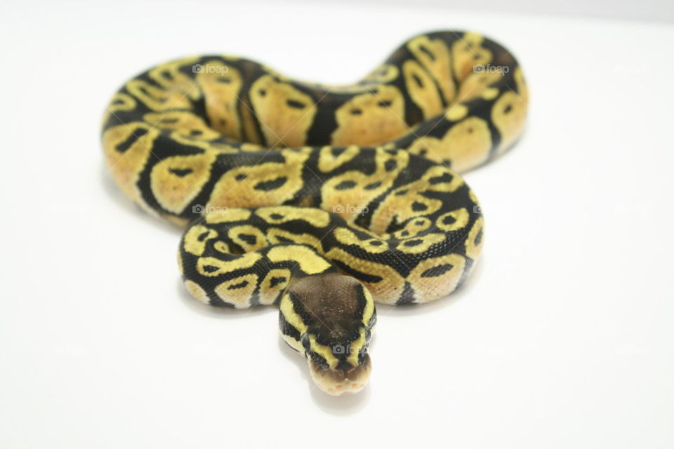Ball Python