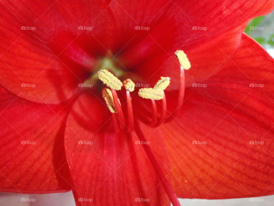 Amaryllis close up. Texture of red amaryllis seen in close up