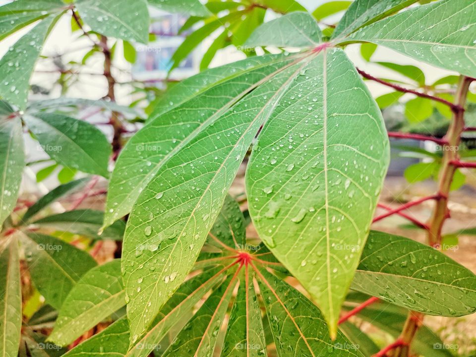 cassava leaves