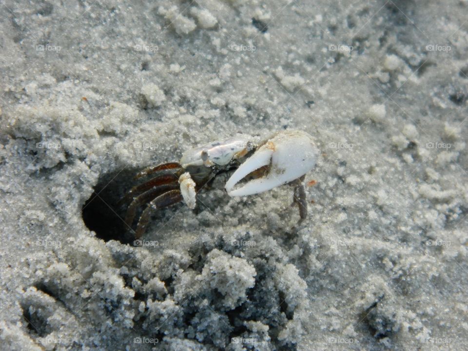 Sand crab coming out of hole