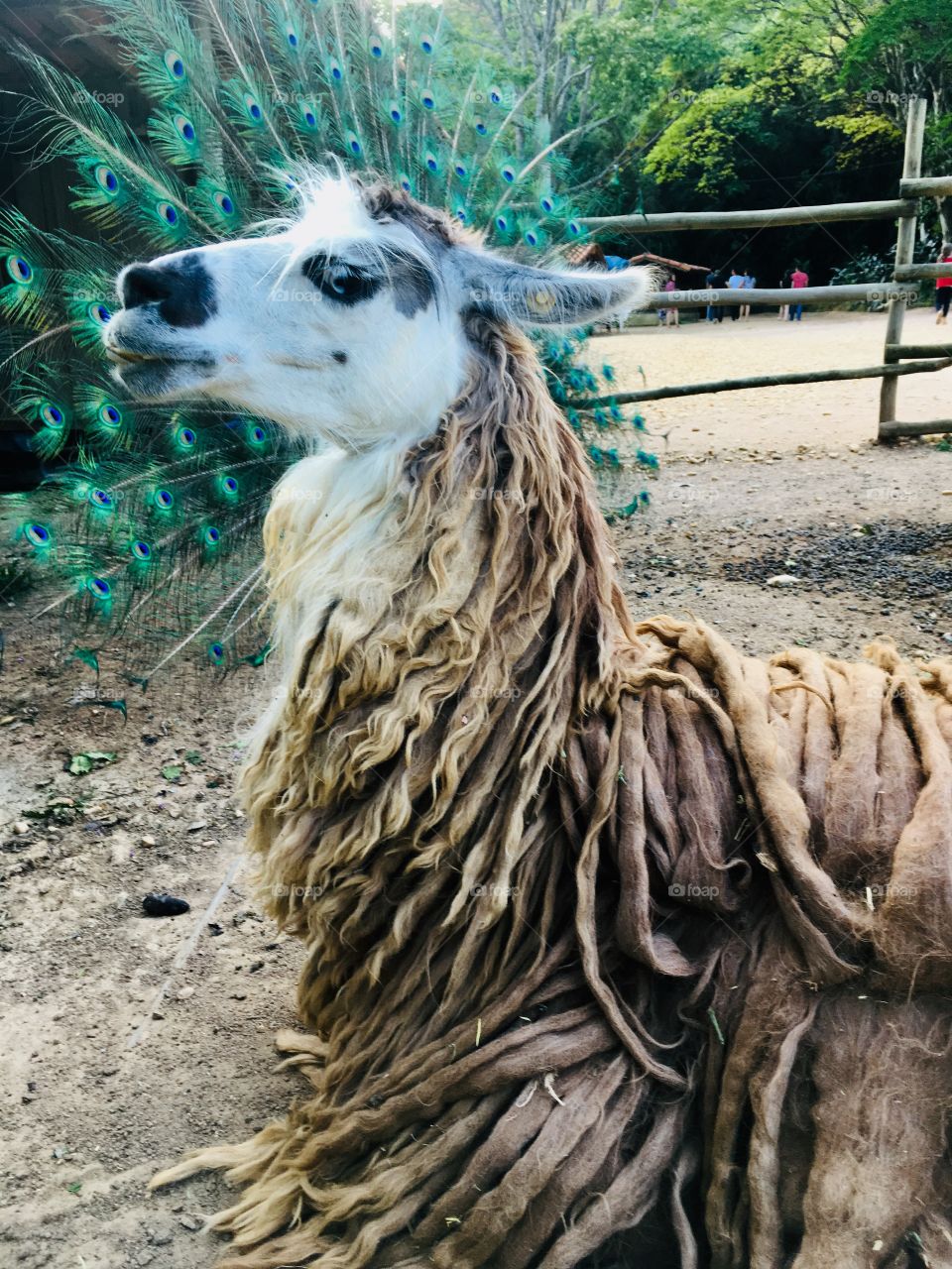 Uma lhama fazendo pose (perceberam que as penas do pavão ao fundo formaram uma falsa juba)?