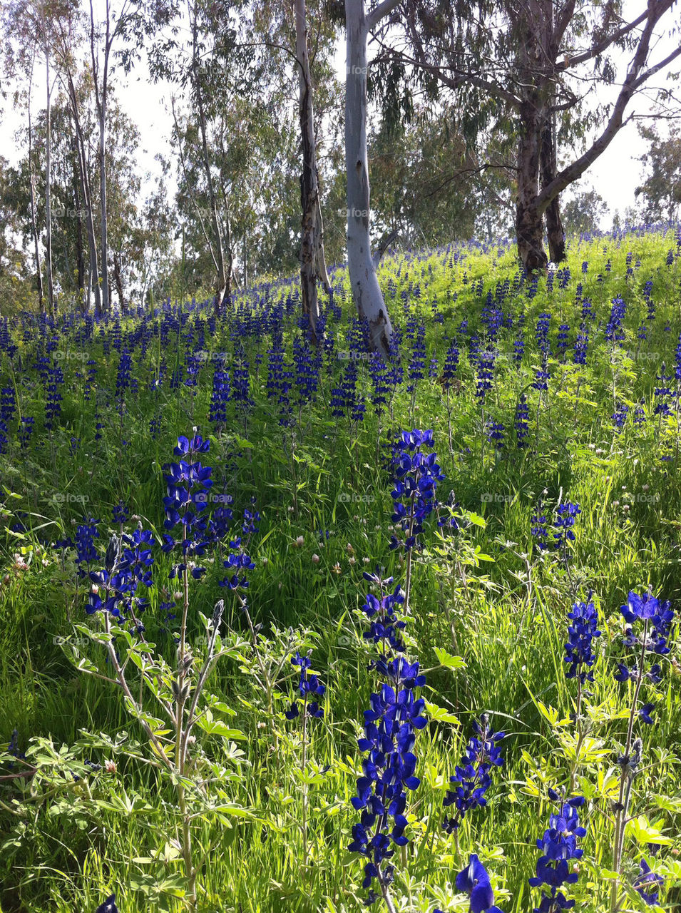 green flowers nature purple by barkai