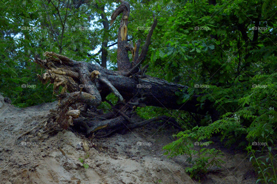 pine on the shore