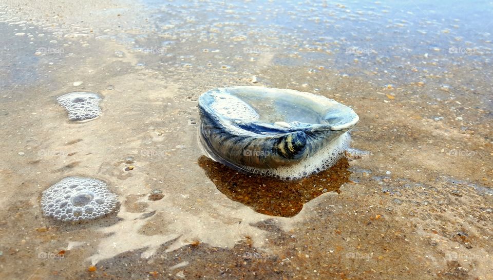 Seashell in the surf.