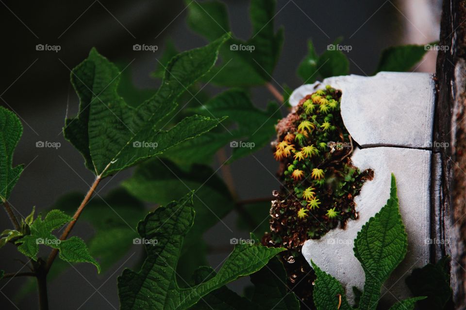 View, view, small and delicate