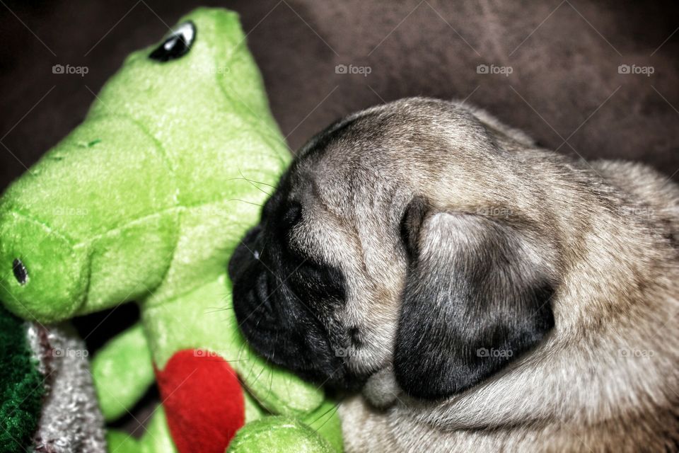 Pug Snuggles