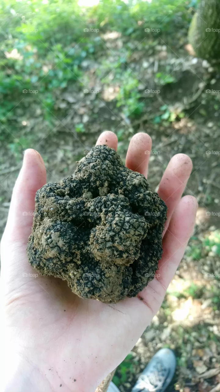 Truffle 
