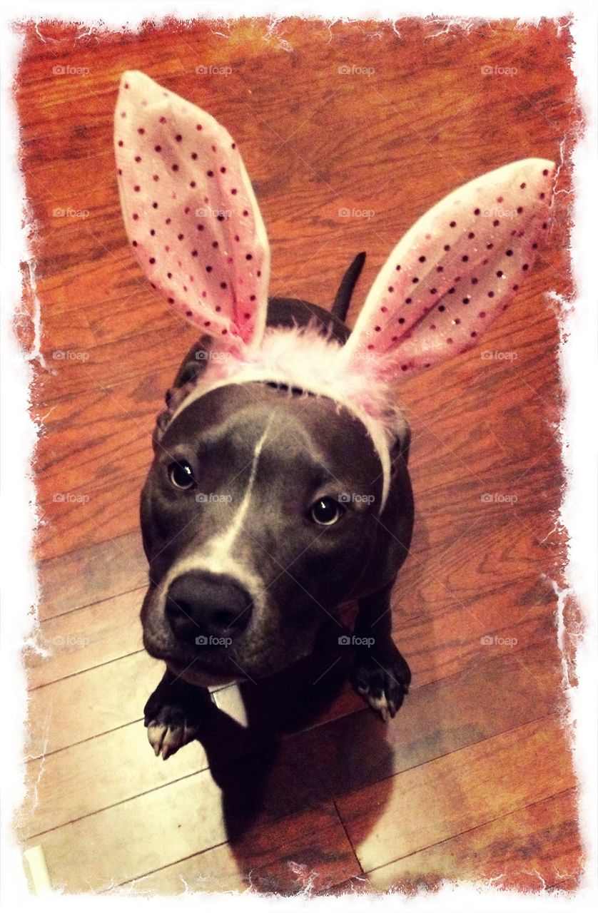 Easter Pitbull