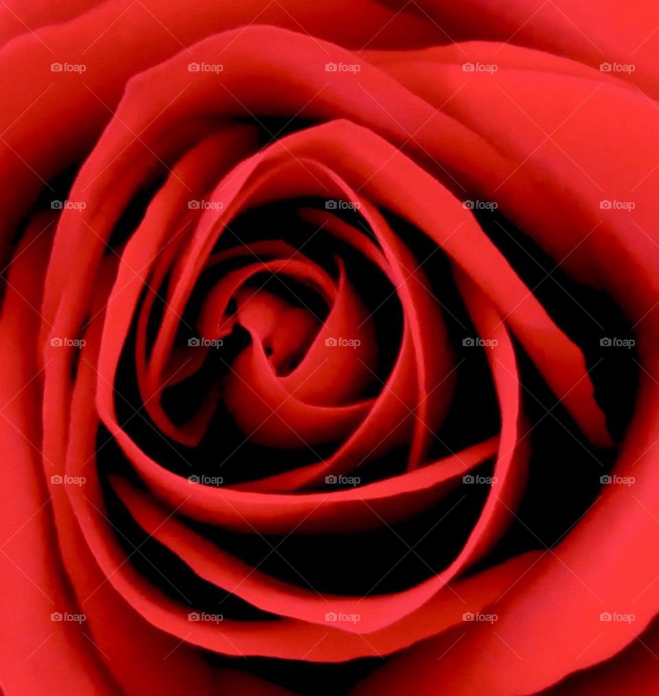 Red rose 