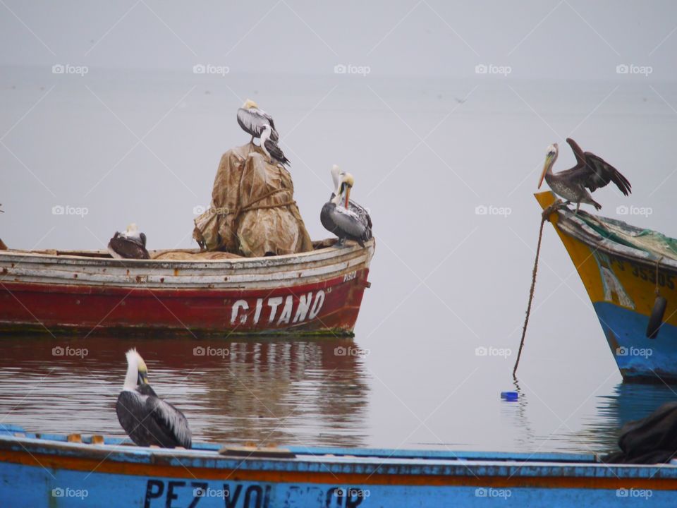 Pelican 