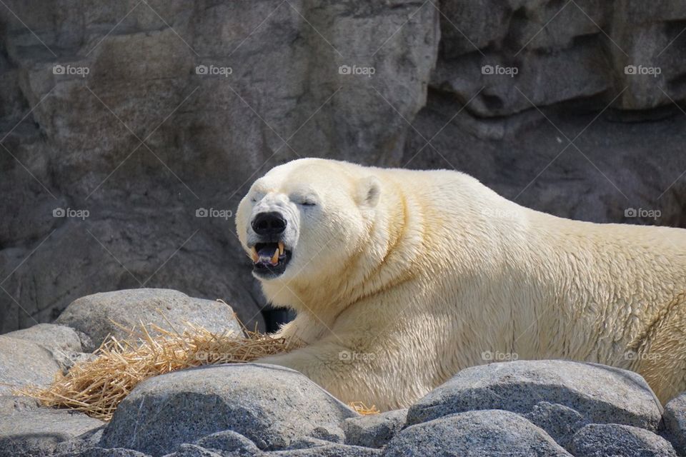 Polar Bear