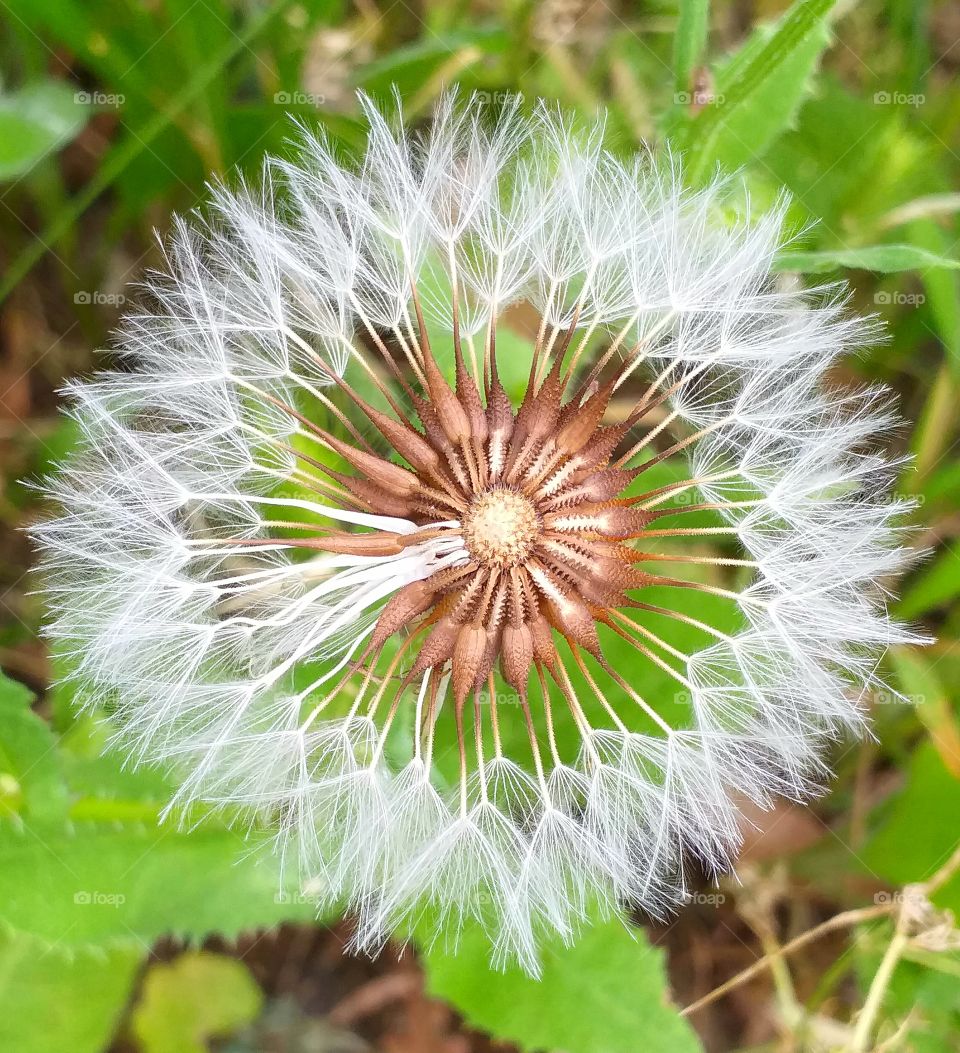 Flower shaped seeds