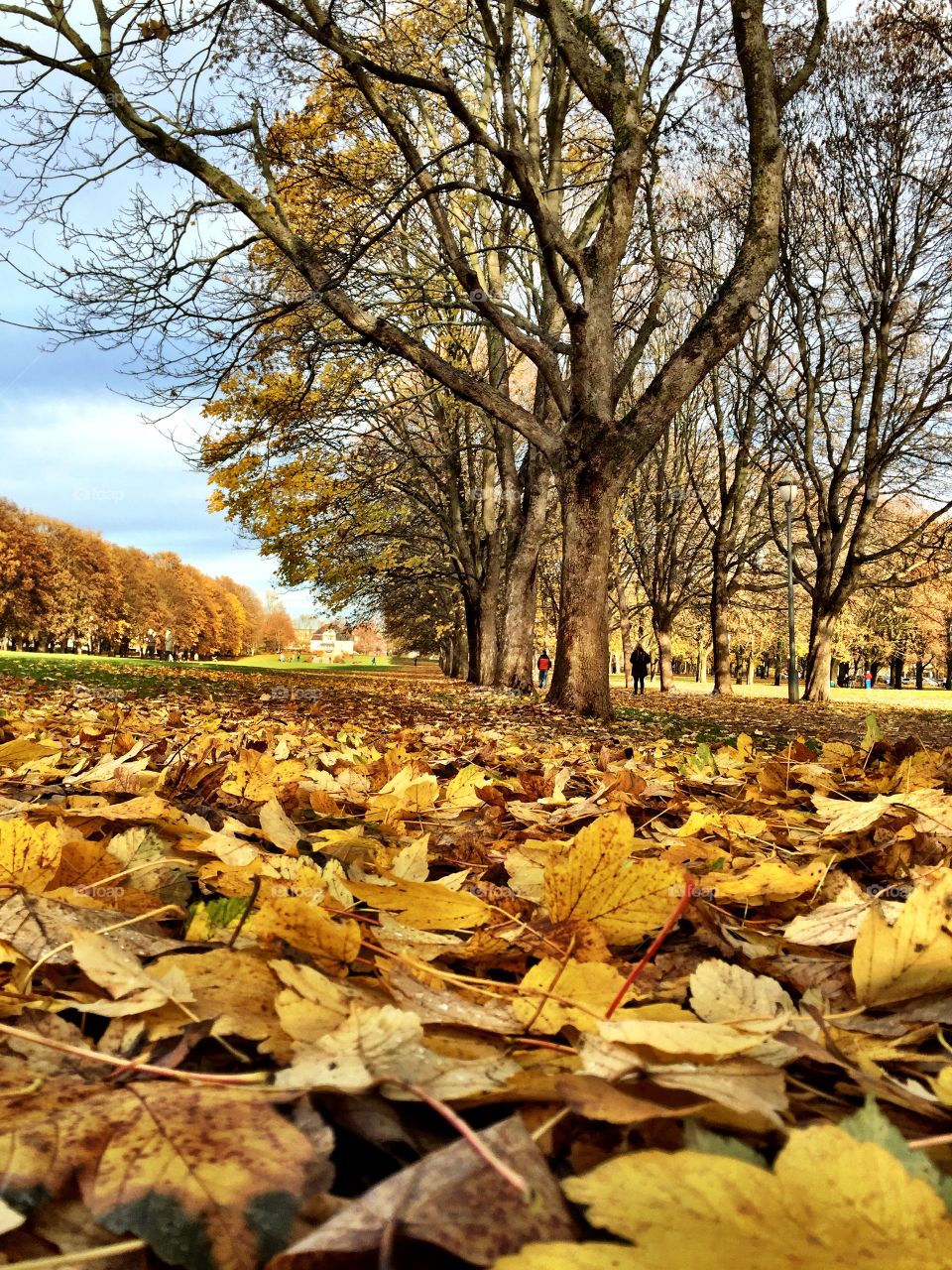 Leaves of fall