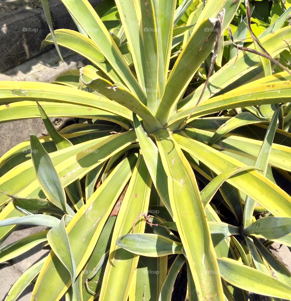 Caring of plants in the yard