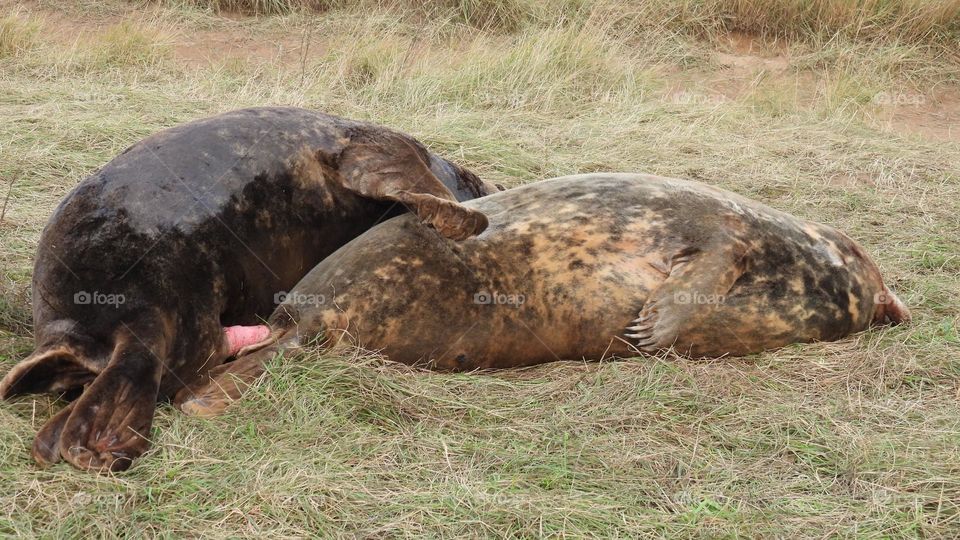 A pair of seals mating
